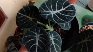 Jual Alocasia Ninja Ig Flows_site (wa 085711148870) Shopee (Salahuddin_mart)