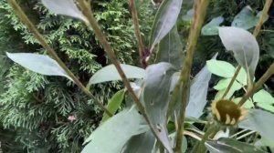 ?Эхинацея/Рудбекия многолетняя?ОБЗОР⭐️ПОСАДКА и УХОД