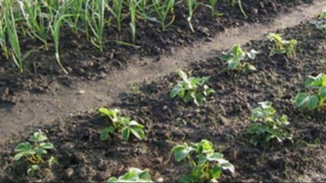 Что сажать после чеснока на участке смотреть онлайн