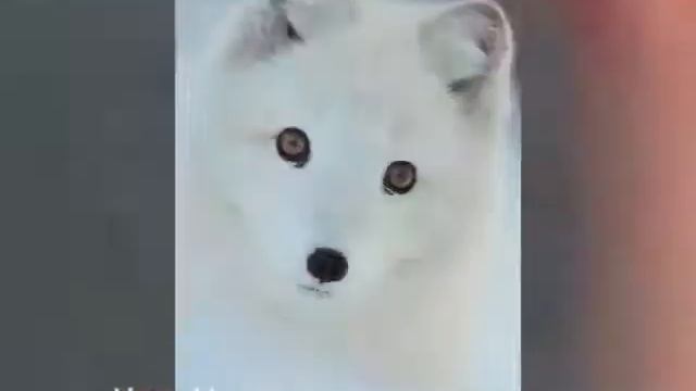 Милахи это же это же лисички ??