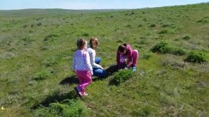 Видео для детей собираем грибы. Ищем белый степной гриб. Прогулка по степи