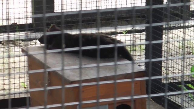 Олени. Сосновка.Рыси. Киски. Соболь. смотреть онлайн