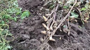 Арахис. Проба выращивания из сырых орешков, купленных на рынке.