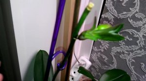 ОРХИДЕИ: Детки на цветоносах, какие изменения.