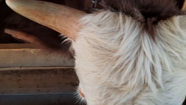 ВЫГОДНО ЛИ ДЕРЖАТЬ КРС ? смотреть онлайн