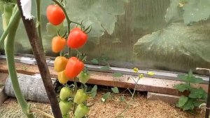 ОБЗОР СОРТОВ ТОМАТОВ КАЗАНОВА, ЧЕРРИ, ИНЖИР РОЗОВЫЙ, ОРАНЖ.КЛУБНИЧКА.Ч.1