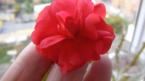 ВИДЕО №1.Бальзамин Уоллера 100% махровый, как легко укоренить, и вырастить красивый и пышный куст.