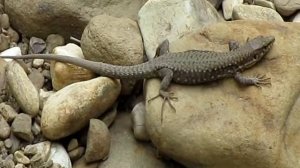 Скальные ящерицы (Darevskia saxicola), семейная группа