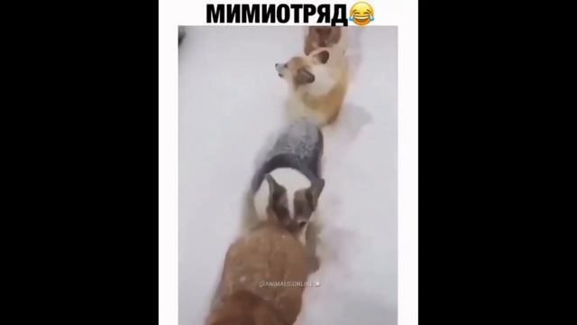 Животные самые смешные приколы видео сборник 2021