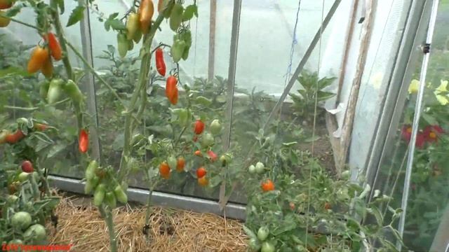 Деревенский ВЛОГ/ томаты,перцы,огурцы,горошек,баклажаны,грибы/ Урожай/#harvest #village смотреть онлайн