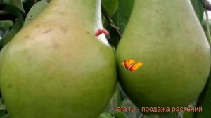 Груша плодовая Феерия (pyrus communis feeriya) ? обзор: как сажать, саженцы, крупномеры груши Феери