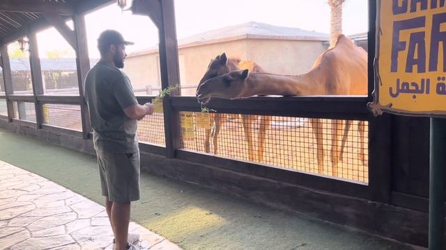 EMIRATES PARK ZOO | ABU DHABI | UNITED ARAB EMIRATES | THEMED PARK | FAMILY DESTINATION смотреть онлайн