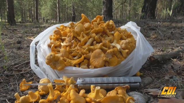 Прогулка по летнему лесу за лисичками с Пыжиком смотреть онлайн