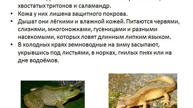 Земноводные лягушки Жабы тритоны. Лягушка жаба Тритон это. Признак земноводных среды обитания. Тритон и лягушка отличие.