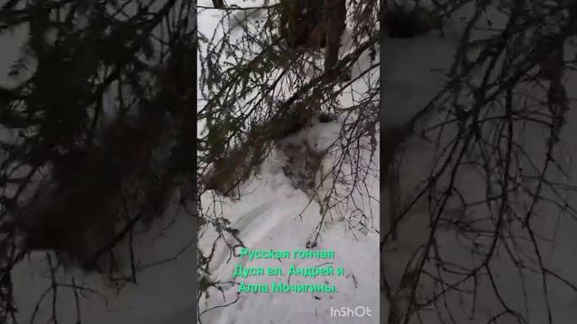 Русская гончая ДУСЯ вл. Андрей и Алла Мочигины . смотреть онлайн