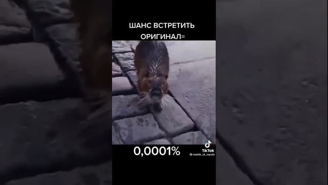 Оригинал Бобер я пердоле