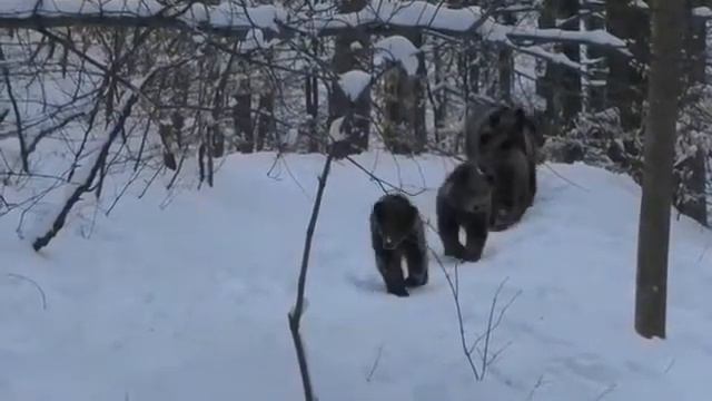 Медведи в Ведено смотреть онлайн