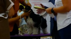 На выставке собак. Американский кокер спаниель. Ч.2. Ринги(16.09.2018)