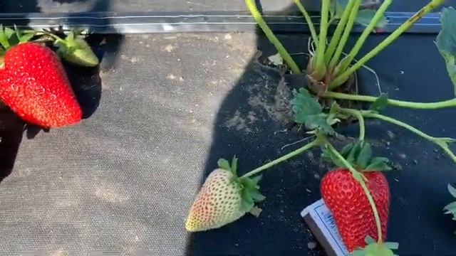 Мальга клубника поздняя посадка и какие крупные ягоды смотреть онлайн