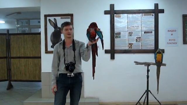 Говорящий попугай танцует. На что он способен? Parrot. смотреть онлайн