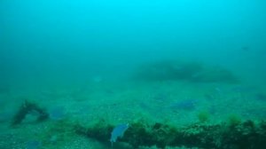 черноморский окунь