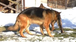 КРАСАВЕЦ ДАКАР. Кобель немецкой овчарки 4,5 года. Magnificent German Shepherd. Одесса.