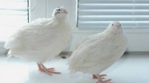 Завели перепелов! Выбор клетки, сборка, заселение