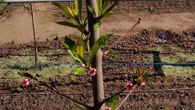 Персик веретено ,продолжаем наблюдение после цветения. смотреть онлайн