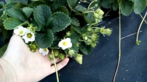 Нейтралы-второгодки - клубника #Мурано, #Вивара, #Маджестик медио, #Кабриллио, #Альбион г. Омск