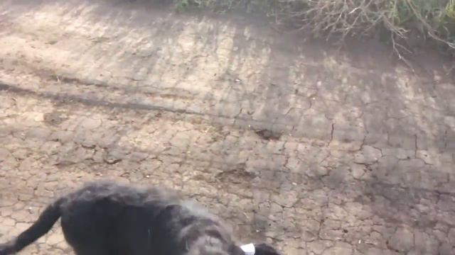 ALTEGOS URSA. Прогулка 7.11.2016 смотреть онлайн