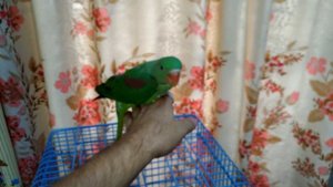 Александрийский попугай.