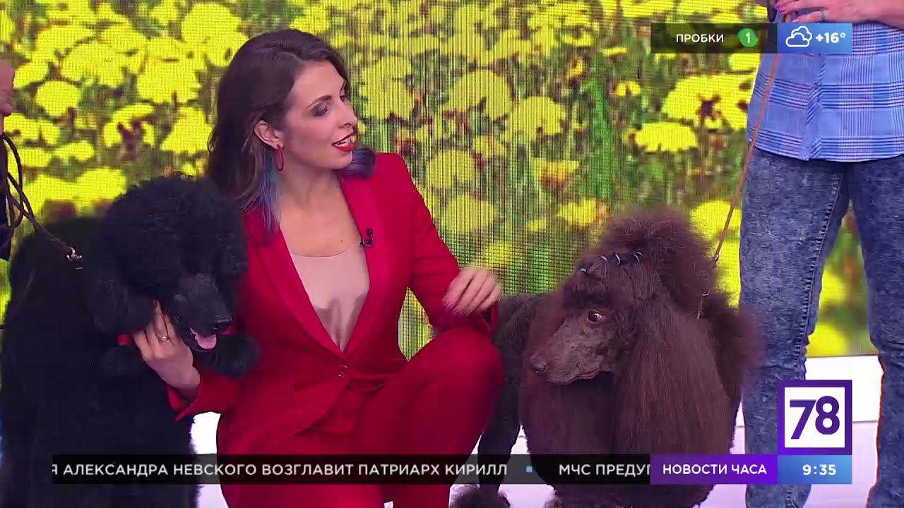 Королевские пудели в гостях у «Полезного утра»