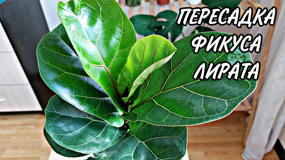 ПЕРЕСАДКА ФИКУСА ЛИРАТА