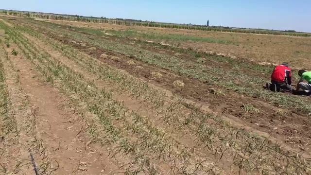 Уборка однозубки чеснока смотреть онлайн