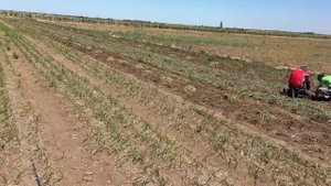 Уборка однозубки чеснока
