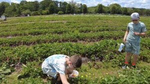 На американскую ферму за клубникой