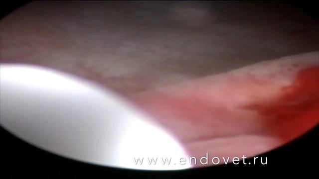 Катетеризация мочеточника у собаки смотреть онлайн