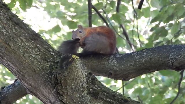 Утро белки смотреть онлайн