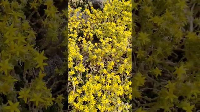 Кактусы в России или что это смотреть онлайн