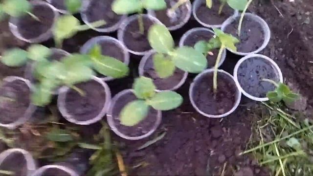 Посадка огурцов. Как я сажаю огурцы. смотреть онлайн