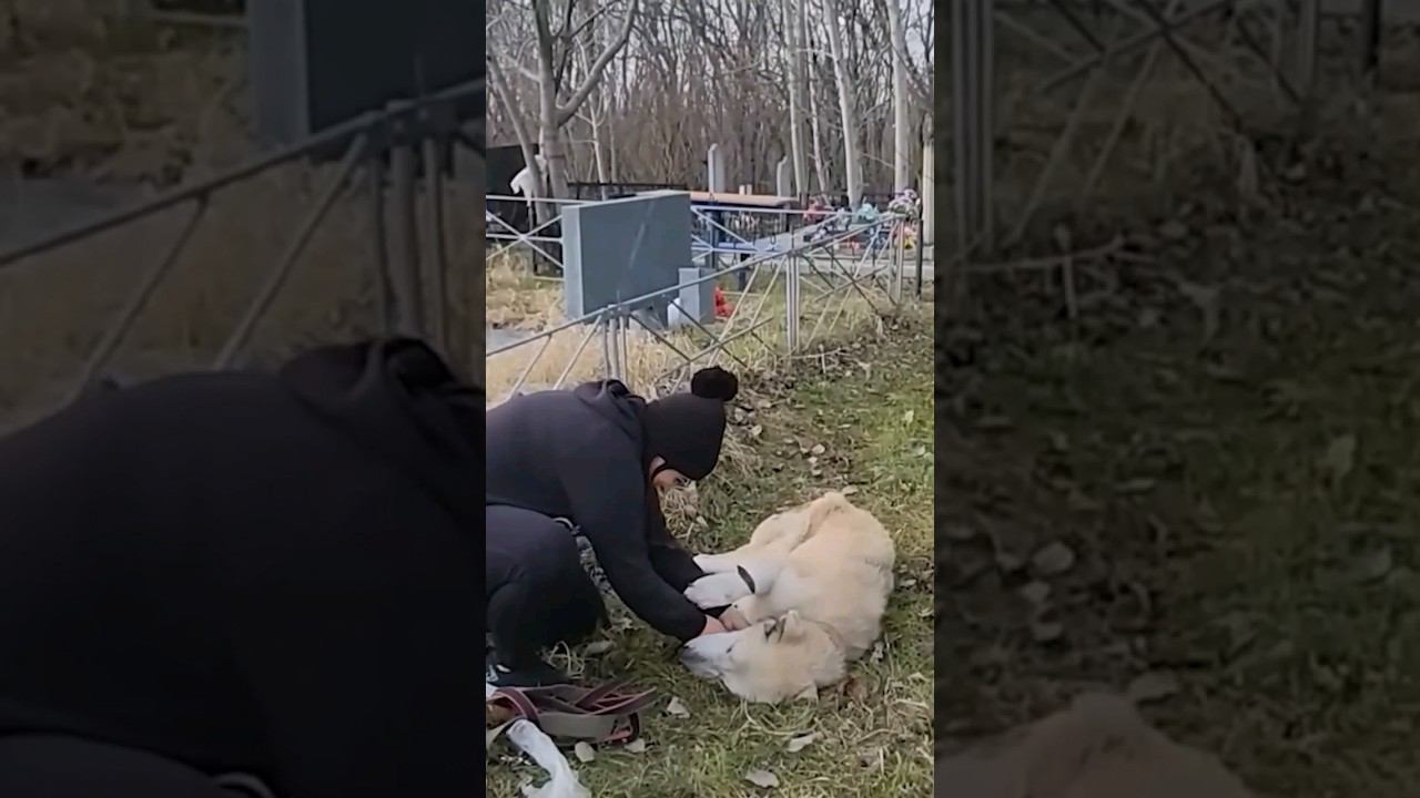 Алабайка с кладбища, какая ее судьба спустя пол года?