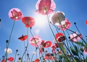 Джеймс Ласт - Одинокий пастух (хит всех времен)