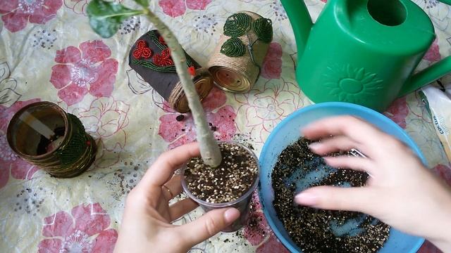 Адениум. Роза пустыни. Пересадка. Кашпо своими руками. смотреть онлайн