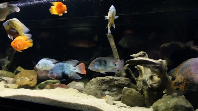 Аквариум 2300 литров: Немного КРУПНОГО ПЛАНА..... смотреть онлайн