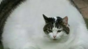 Песня жирный кот онлайн