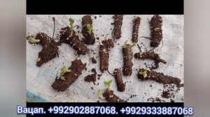 Ба нохияи Кумсангир 100 кучатои ФТЕ рои кадем. Павловния дар Точикистон.