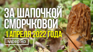 ЗА СМОРЧКОВОЙ ШАПОЧКОЙ !  1 апреля 2022 года.