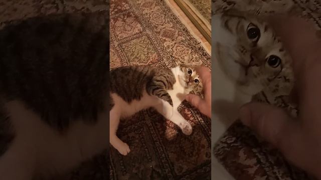 Борьба человека и кошки, кто победит? смотреть онлайн