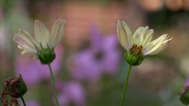 Canon LEGRIA HF G26. Пример боке смотреть онлайн