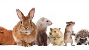 Анималотерапия. Мелкие животные ? ? ??